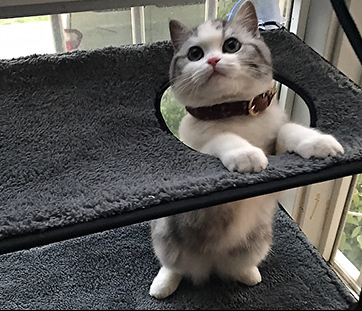 Cat Window Perch, Cat Hammock